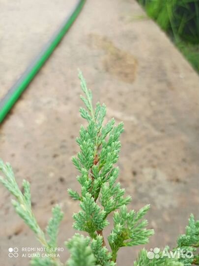 Можжевельник Блю чип