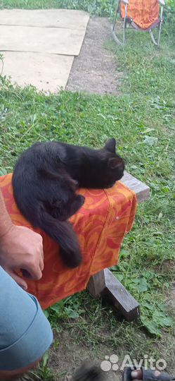 Даром милых котят