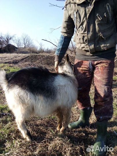 Козел