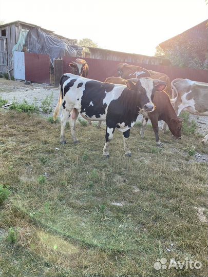 Быки на мясо живым весом
