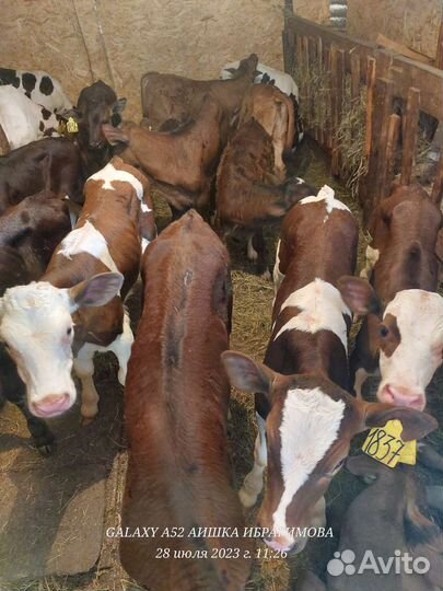 Быки и Телки