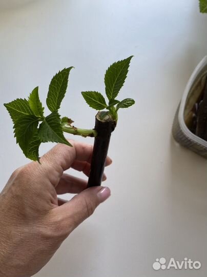 Черенки гортензии