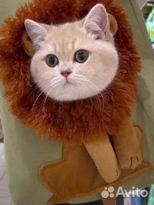 Сумка для кошки