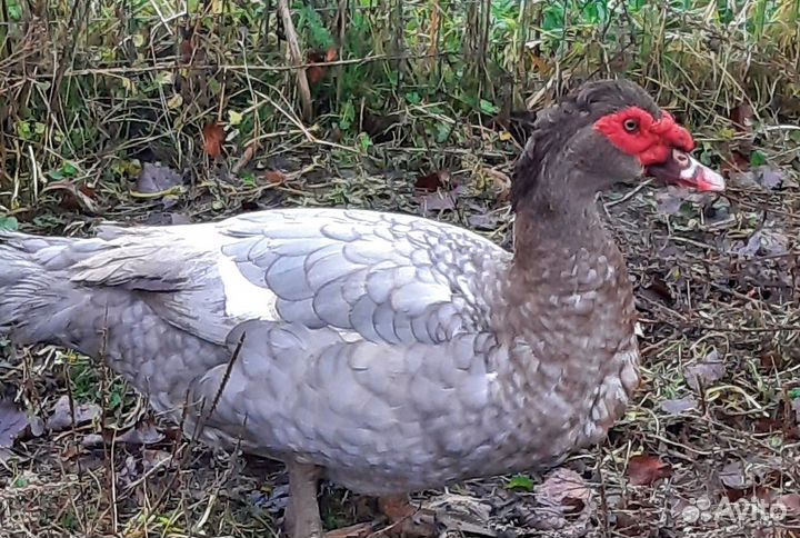 Индоутка мускусная утка