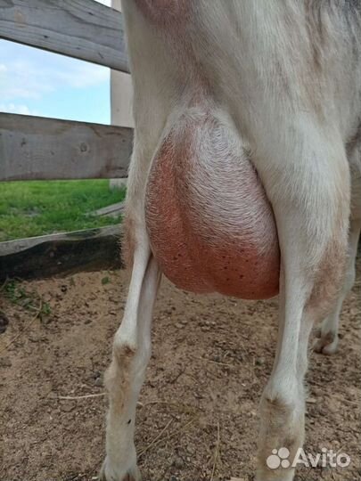 Козы дойные