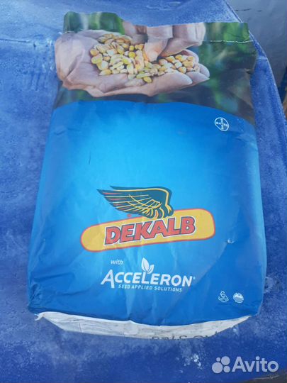 Семена кукурузы