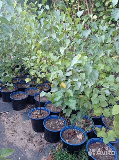 Саженцы березы