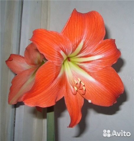 Луковицы гиппеаструма