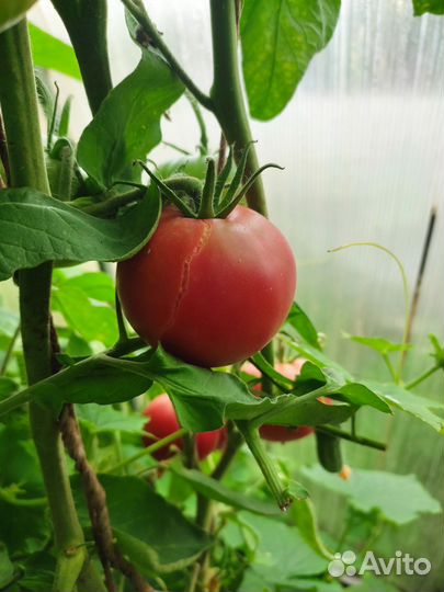 Помидоры домашние