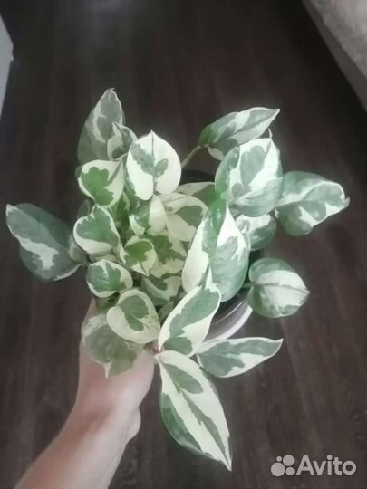 Сциндапсус, эпипремнум н-джой