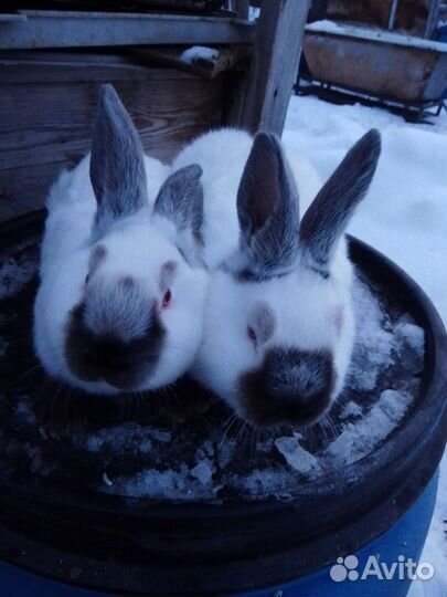 Калифорнийские кролики