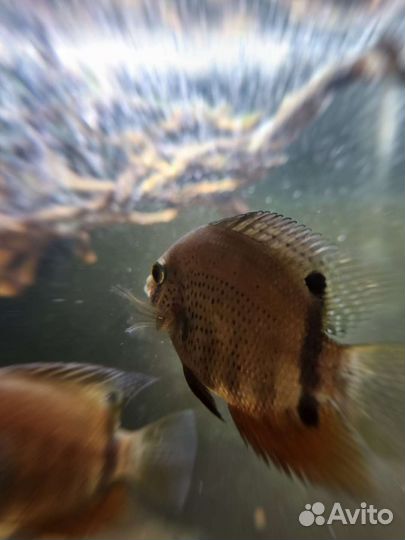 Рыбы Северум