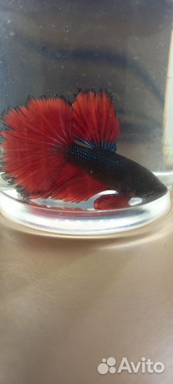 Петушок Супер Дельта