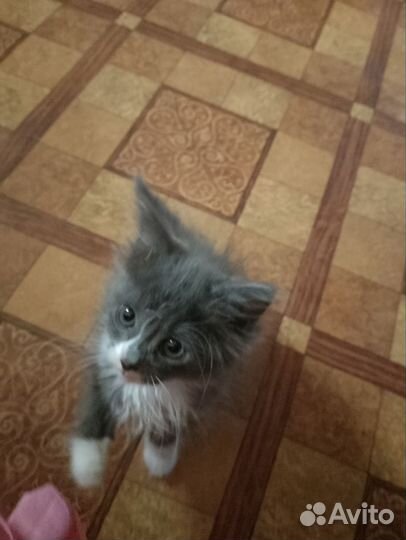 Котёнок