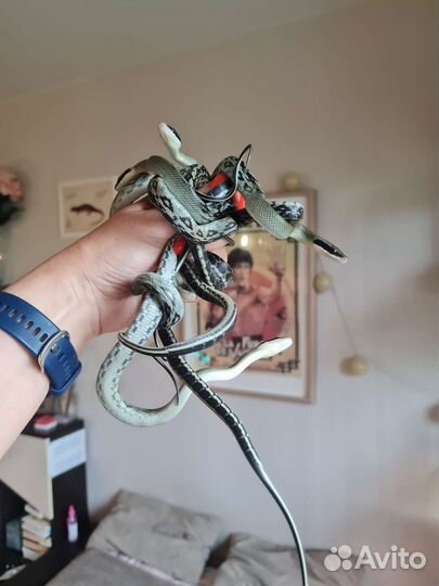 Тонкохвостый полоз Блю бьюти