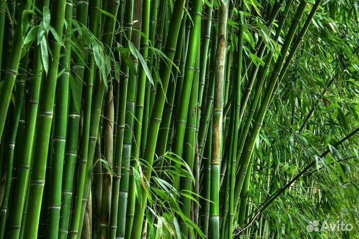 Продаю Бамбук среднего размера