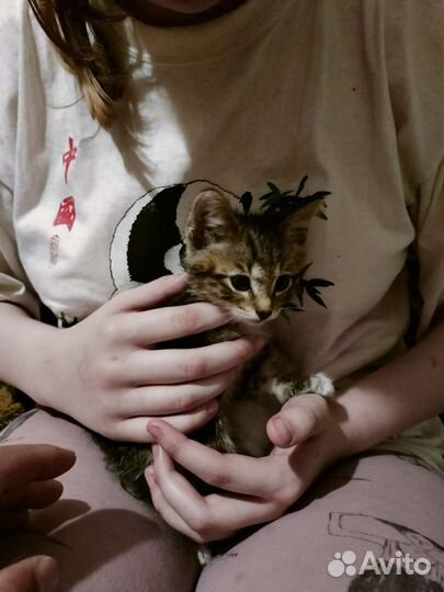 Отдаём котёнка в добрые руки