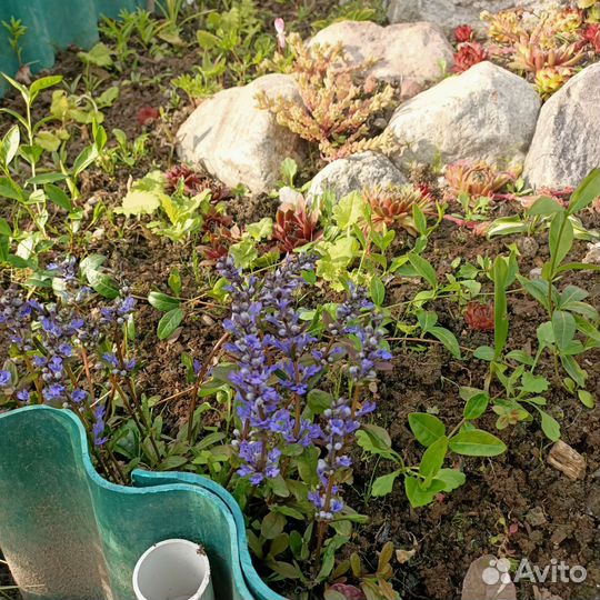 Многолетники для альпийской горки