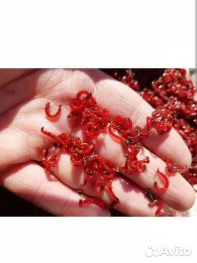 Живой мотыль для рыбок и рыбалки