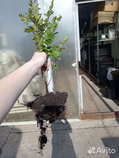 Кизильник блестящий для живой изгороди