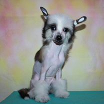 Худенькая нудистка Собаки и щенки🐕 породы Китайская хохлатая: купить недорого в  Калининградской области | Цены на собак | Авито