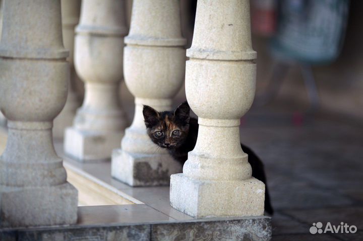 Котенок девочка трехцветка ищет дом