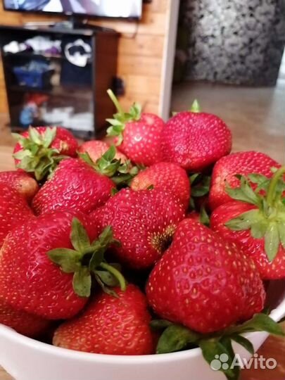 Продам рассаду