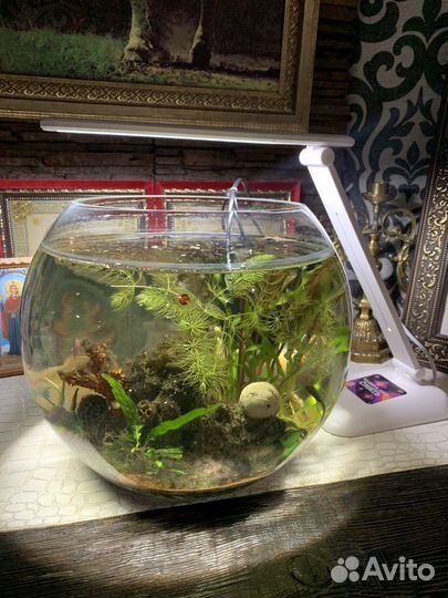 Аквариум с рыбками