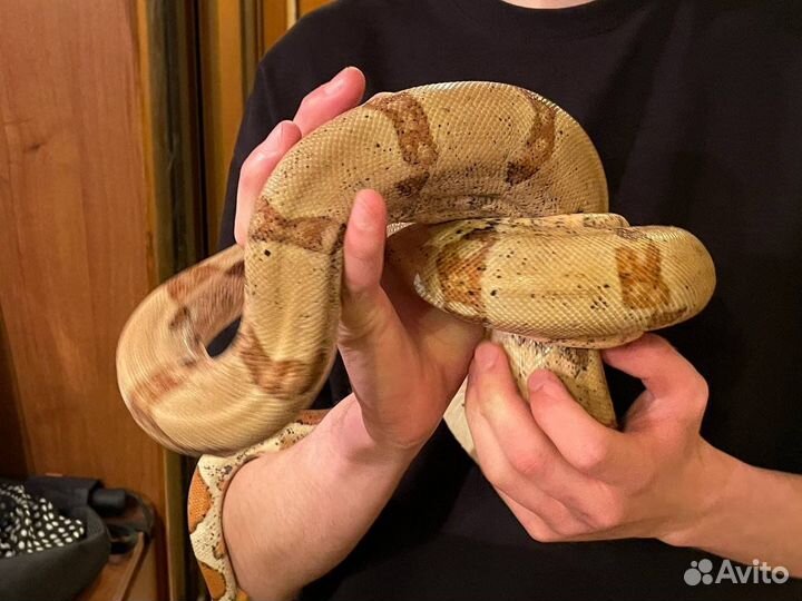 Императорский удав взрослый