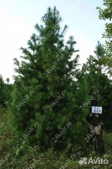 Дерево кедра