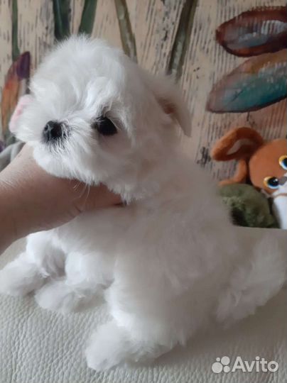 Мальтийская болонка. Мимишные Мальтезе. РКФ