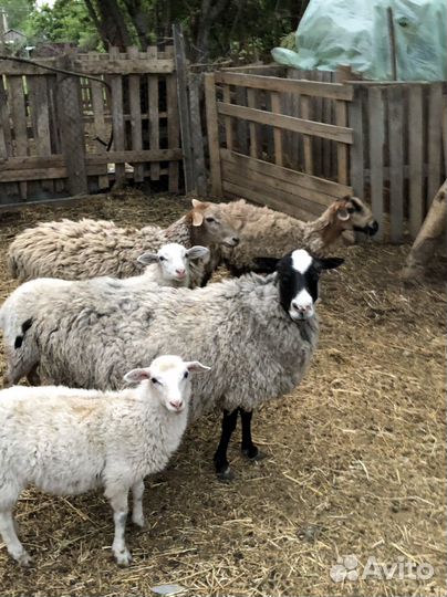 Овцы бараны