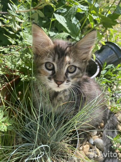 Котята мейн-кун