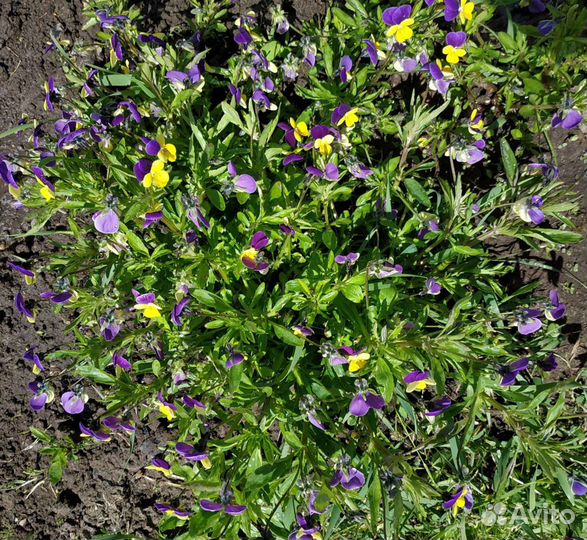 Анютины глазки многолетние