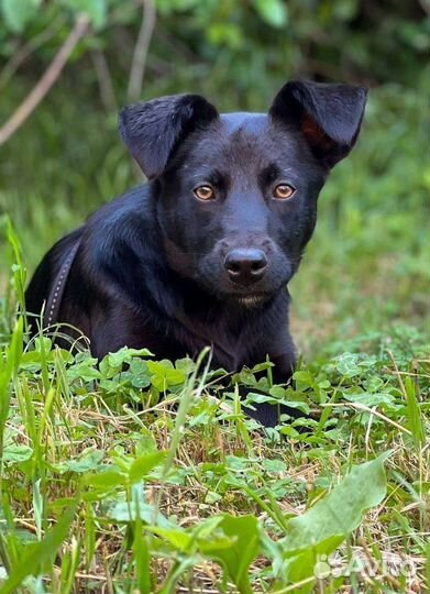 Щенок в добрый руки