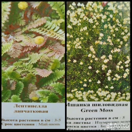 Почвопокровные растения