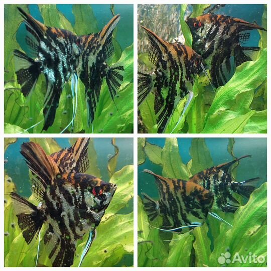 Скалярии, анциструсы