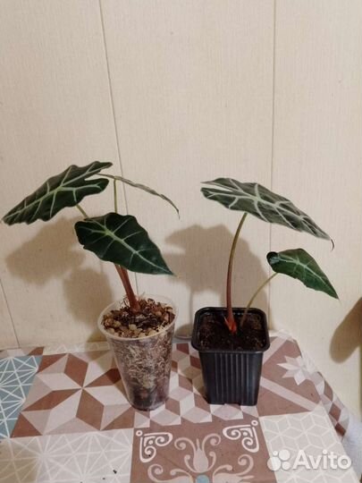 Алоказия полли