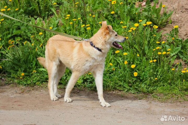 Красотка Синди, стерилизована