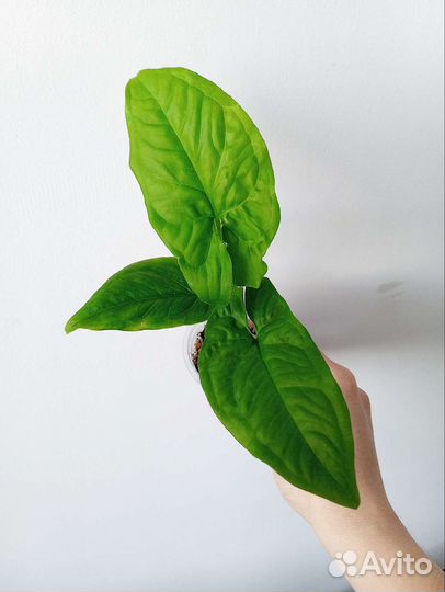 Сингониумы сортовые (2)