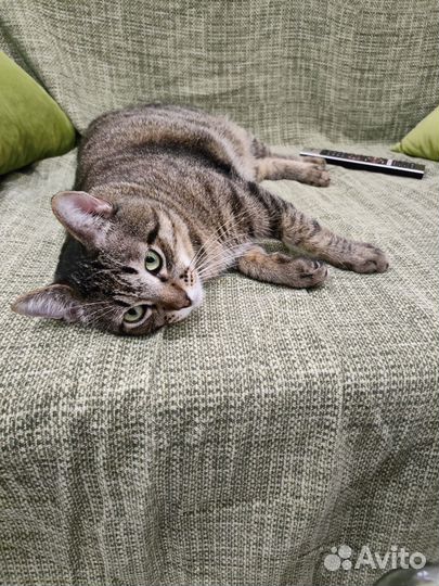 Пропал кот Мытищи Пограничная