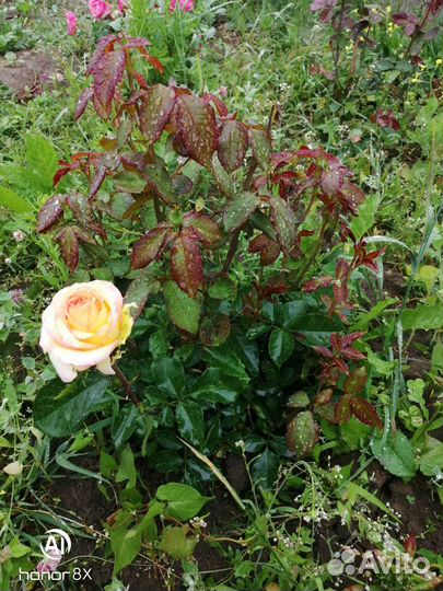 Кустовые розы