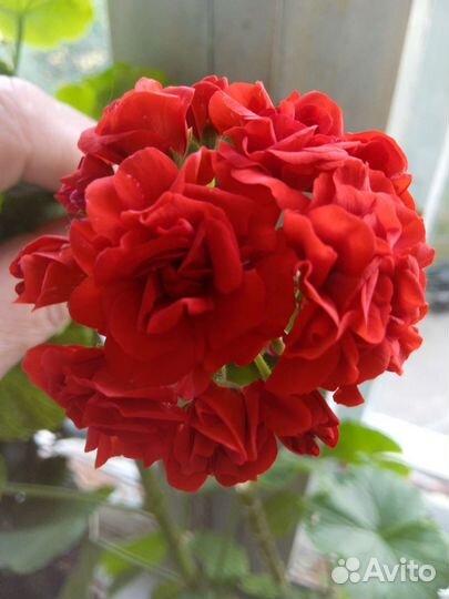 Пеларгония герань