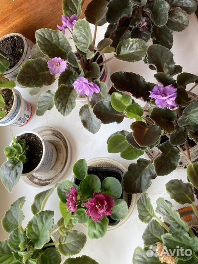 Фиалка, сенполии