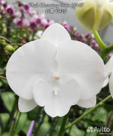 Фаленопсис Charming Snow Биг лип