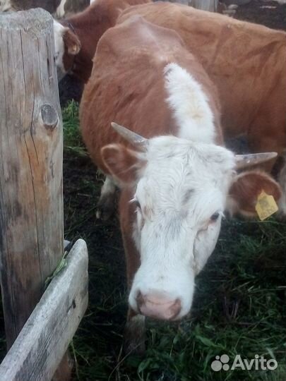 Нетель герефорд