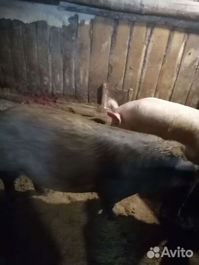 Поросята свиноматки