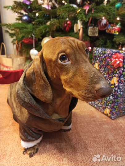 Такса Вязка кобель