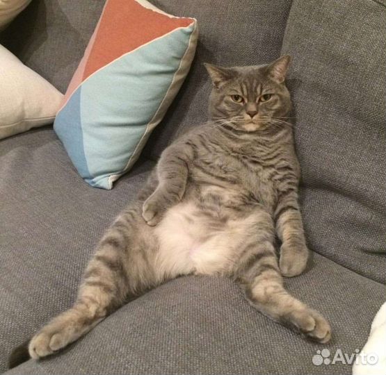 Передержка животных