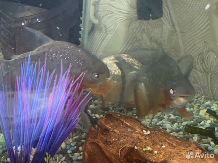 Пиранья паку